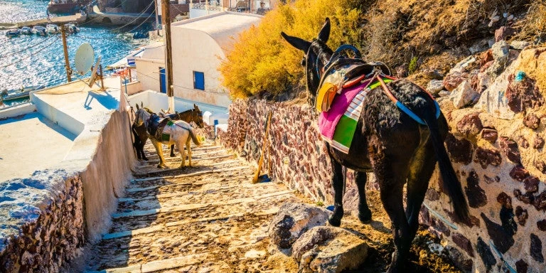 Ξυλοκόπησαν ακτιβιστή στη Σαντορίνη -Επειδή κατέγραφε την κακοποίηση των γαϊδουριών